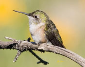 Favorite Birds